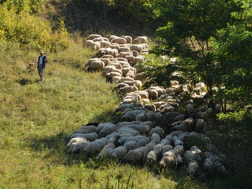 Foto Pastorala din Popteleac (c) Lucian Petru Goja